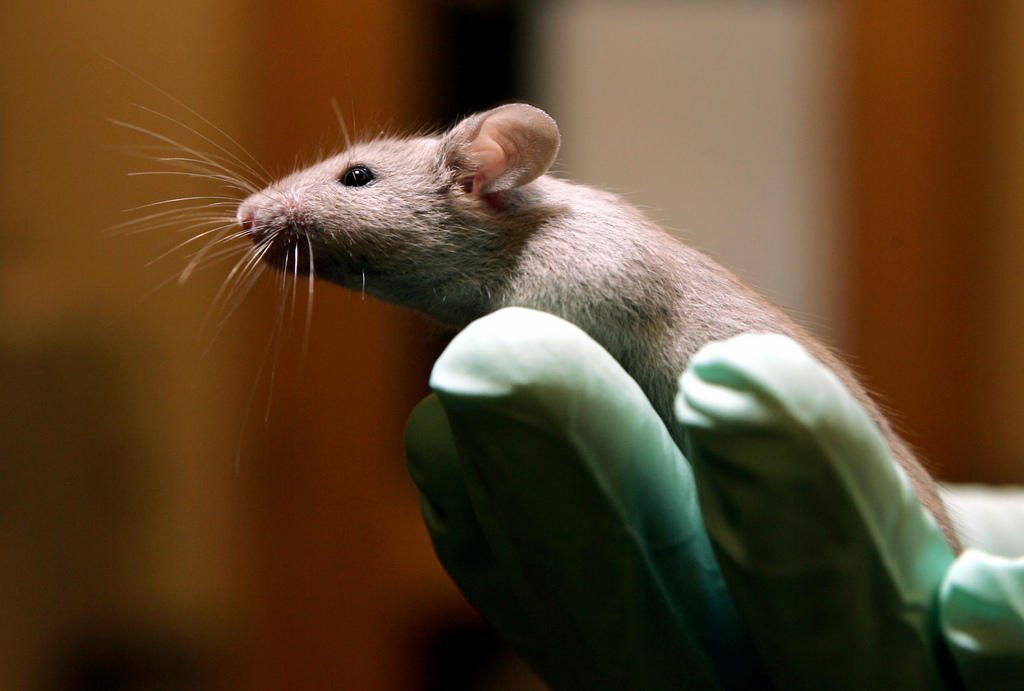 lab mouse