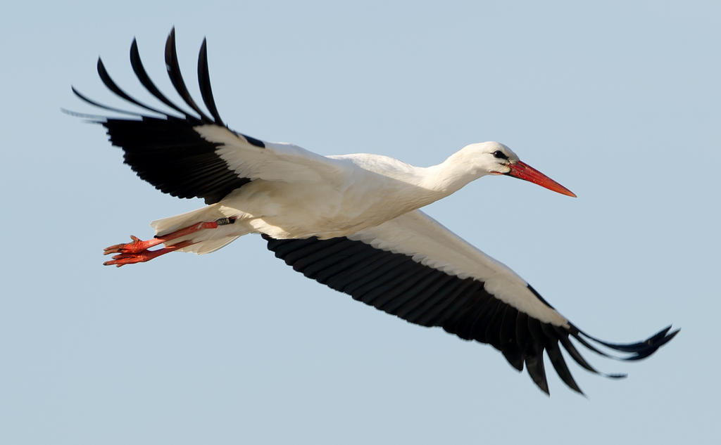 white stork