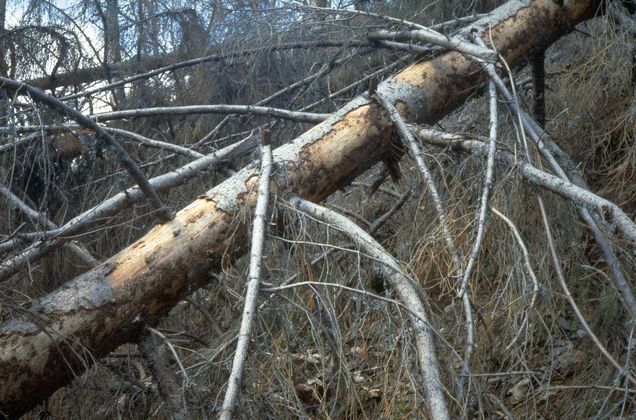 A storm and beetle-damaged tree
