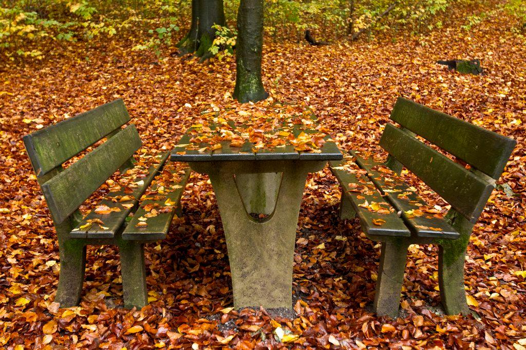 Deux bancs et une table au milieu de feuilles mortes.