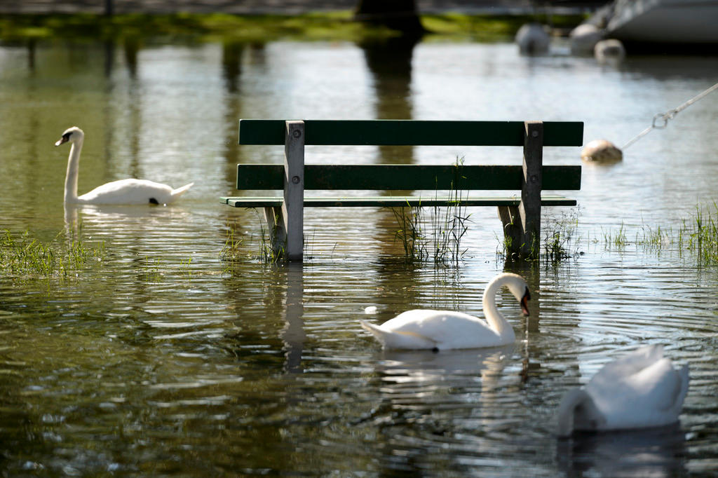 una panchina sommersa dall acqua in cui nuotano dei cigni