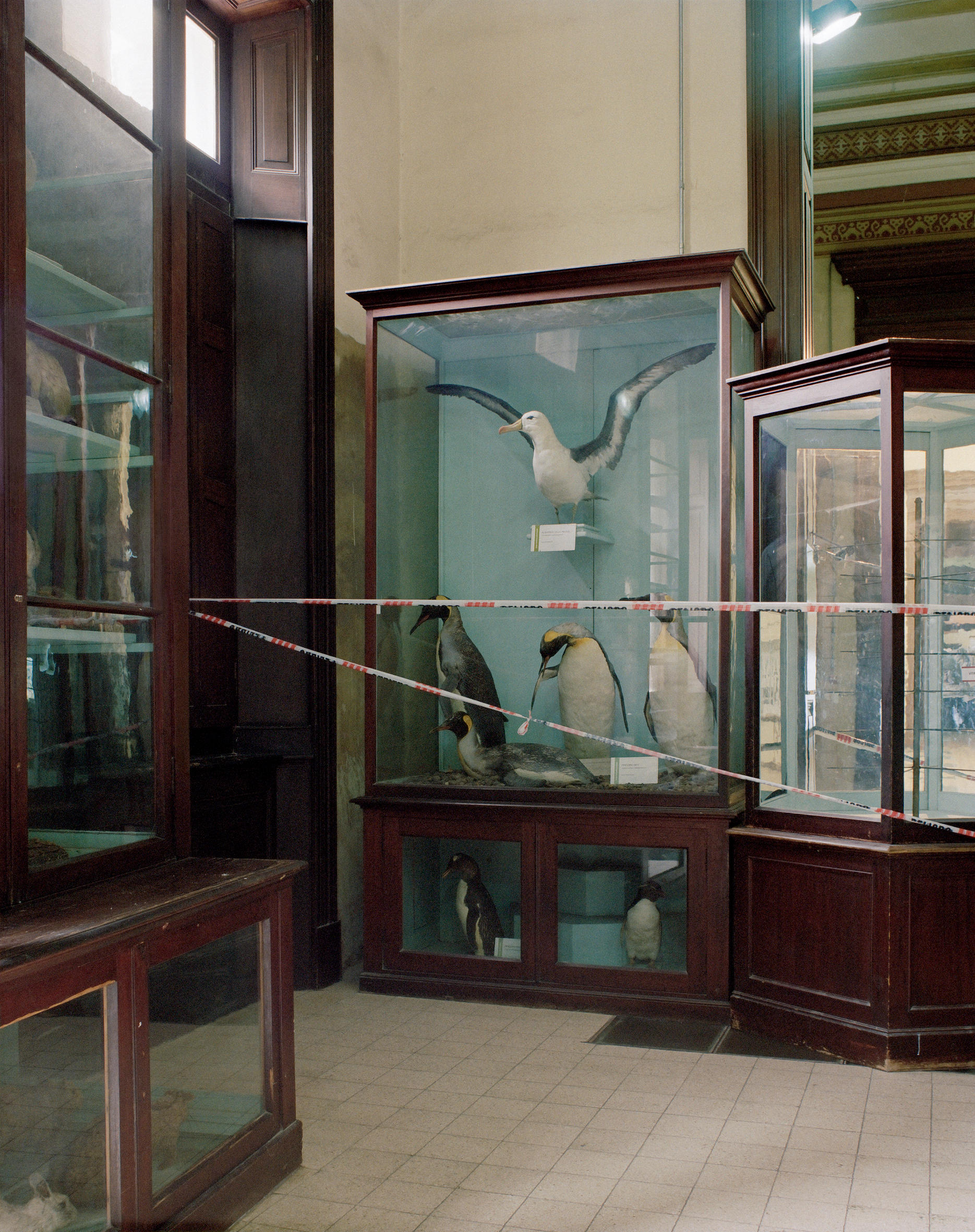 Vitrine in a room containing a stuffed albatross and penguins.