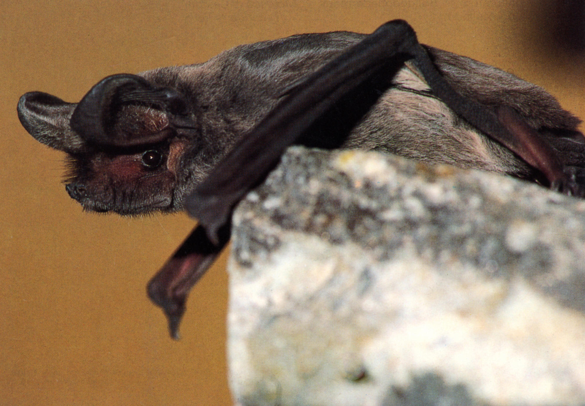 European free-tailed bat