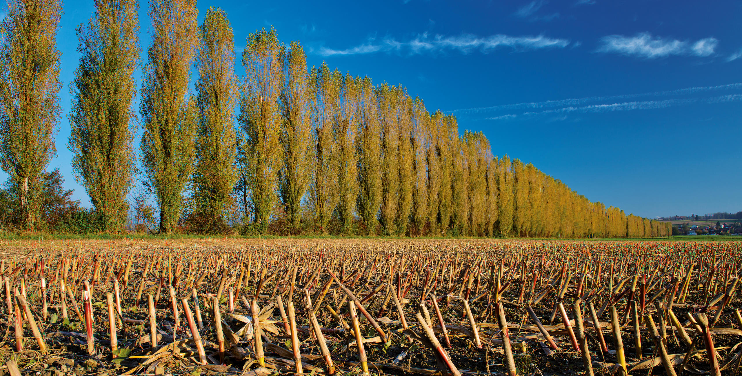 Filare di pioppi a fianco di un campo di stoppie.