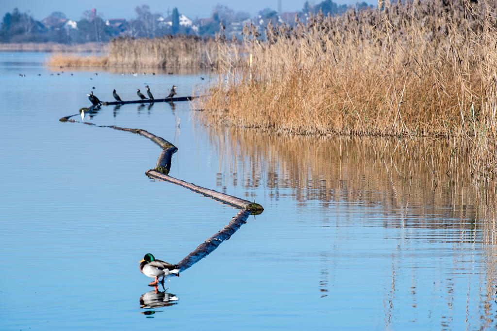 Immagine del Greifensee con un germano reale in bilico su un tronco che galleggia, canneto in lontananza.