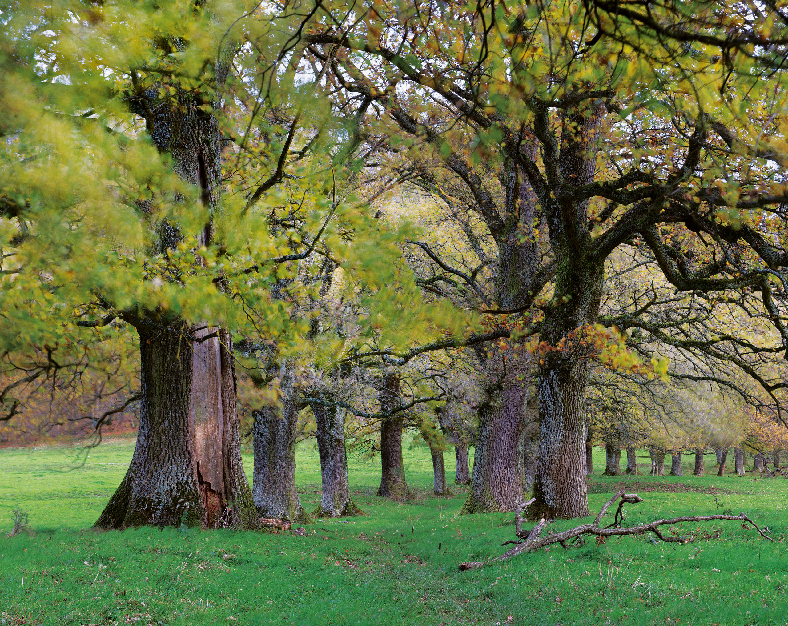 Eine uralte Allee auf einer grünen Wiese