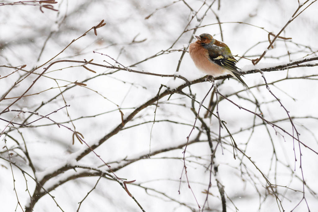pajarito en la nieve