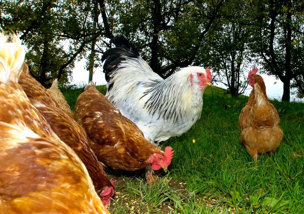 brown and white hens outside