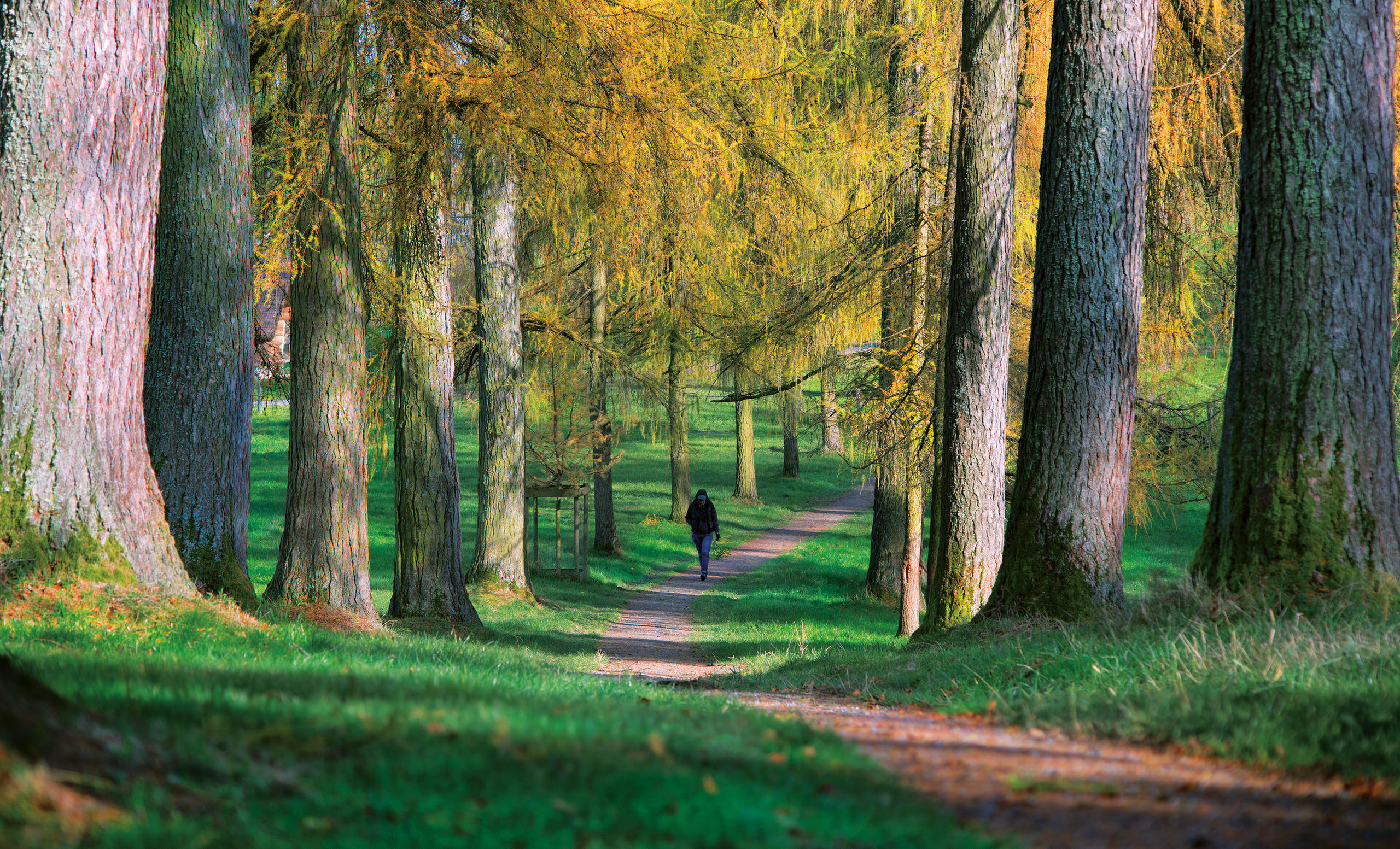 Eine Person schlendert durch eine Allee im Frühling