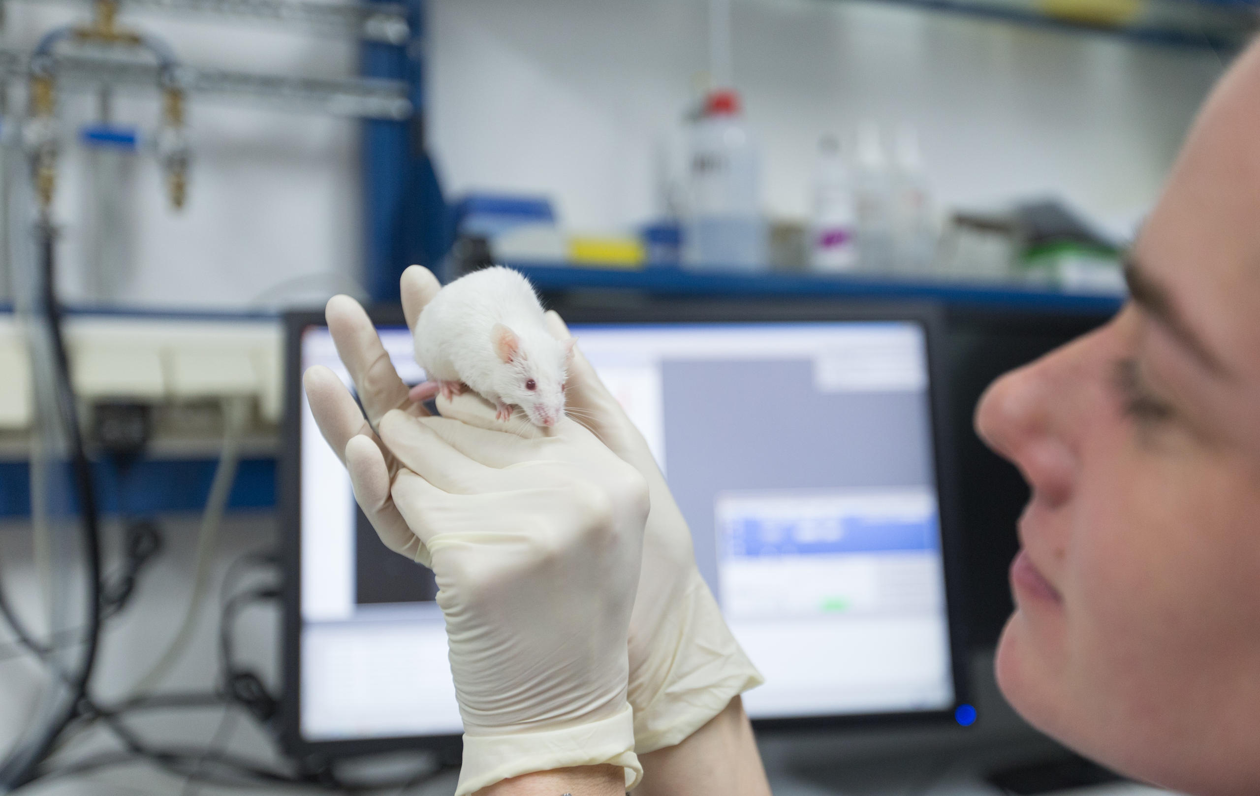 A research assistant holds a white mouse in her hand in a lab at the University of Muenster in Germany