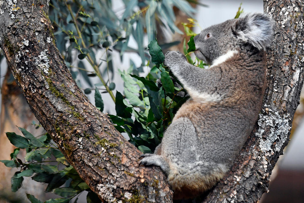 Koala frisst Eukalyptus