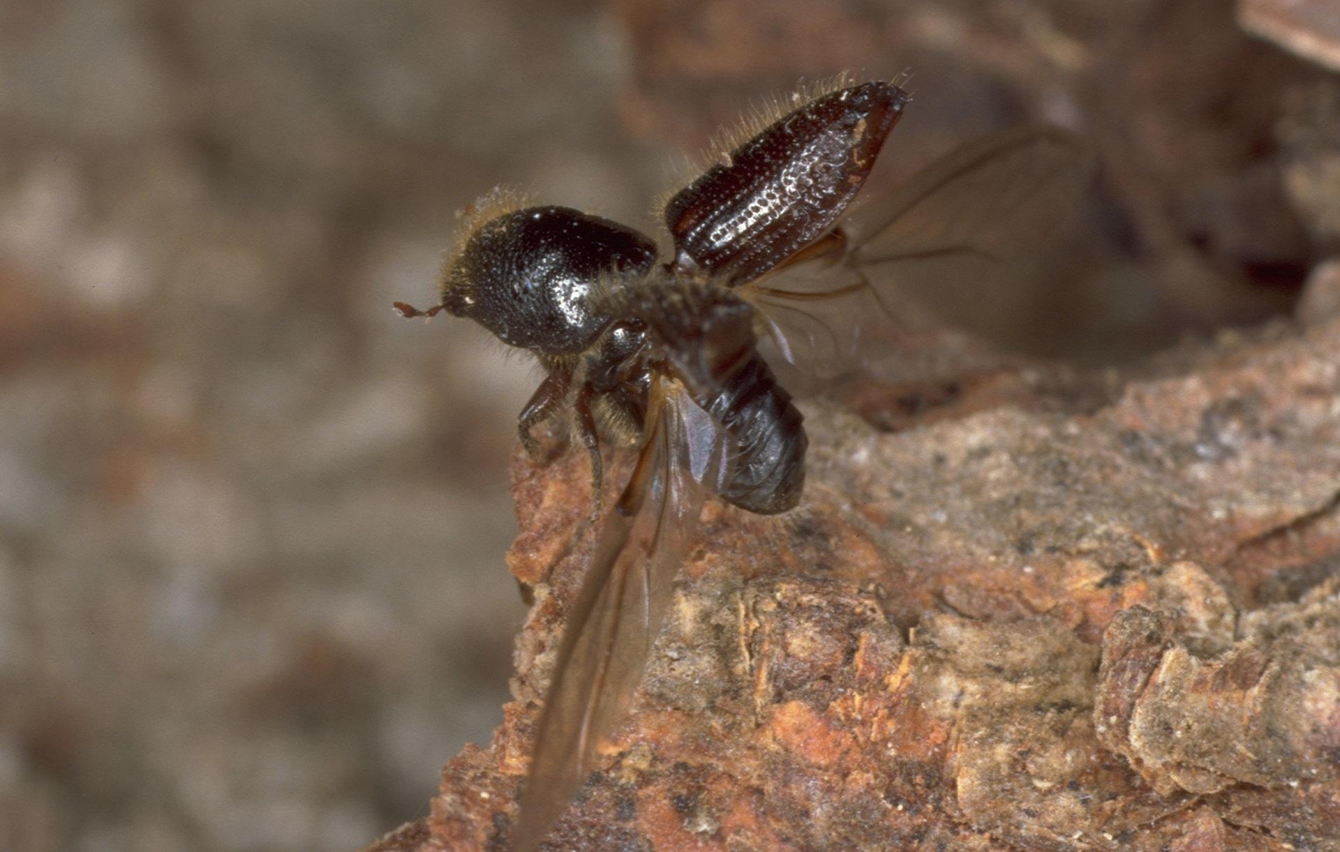 Bark beetle