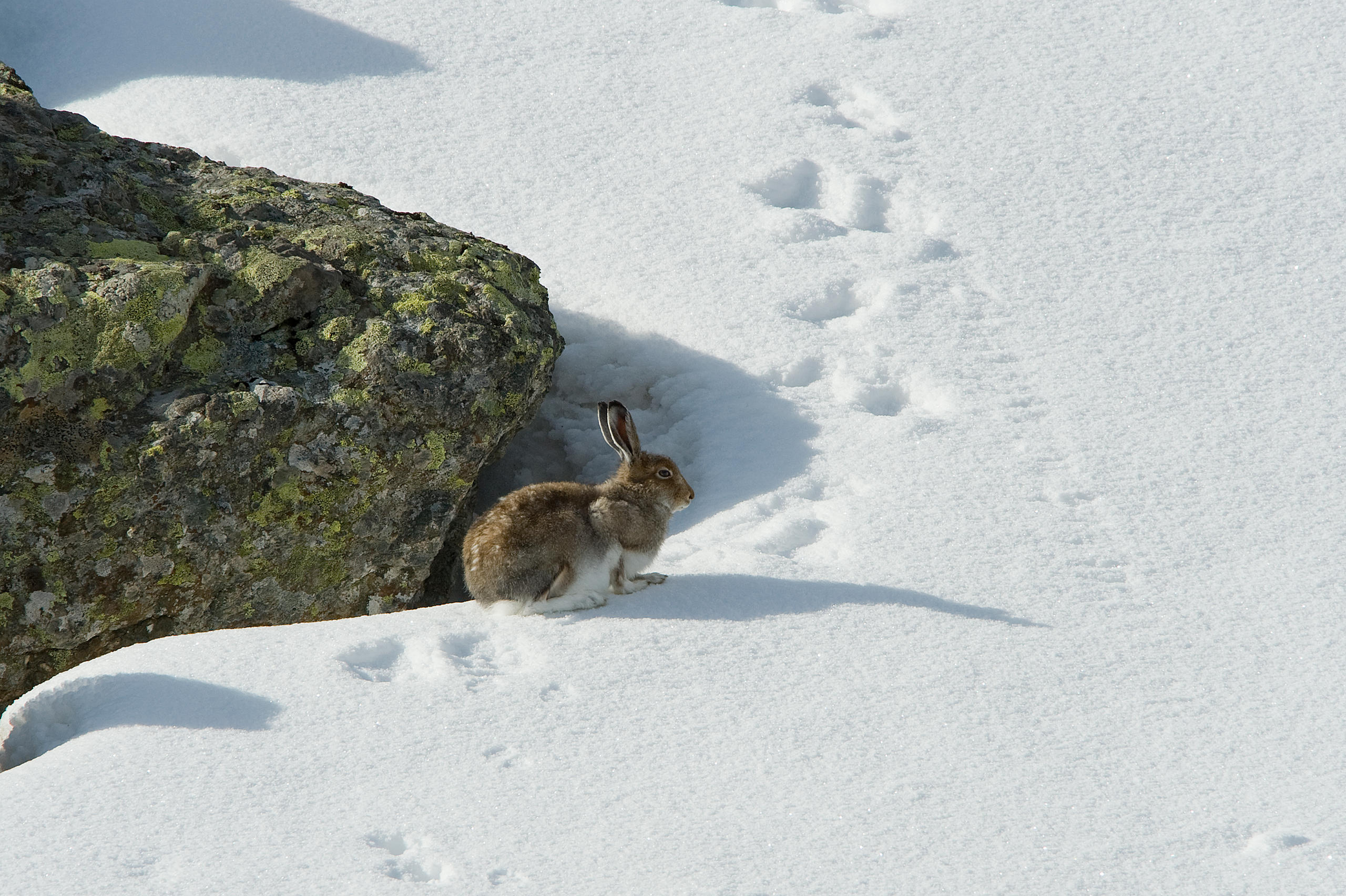 Researchers predict that the mountain hare’s alpine habitat will shrink by a third every year until 2100