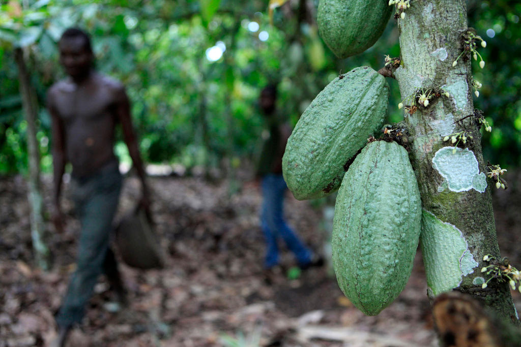 Cocoa plantation