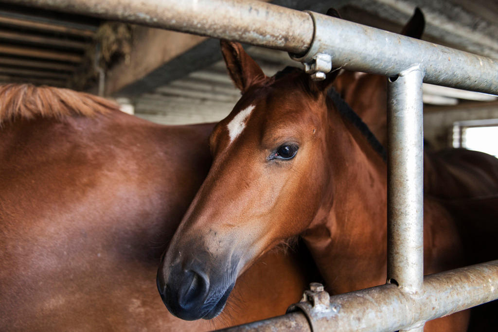 Brown horses in a stable on a Swiss farm