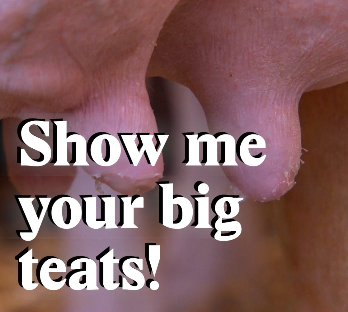 A cover image for a Nouvo video about how some cows are suffering to win prizes at Swiss dairy shows.