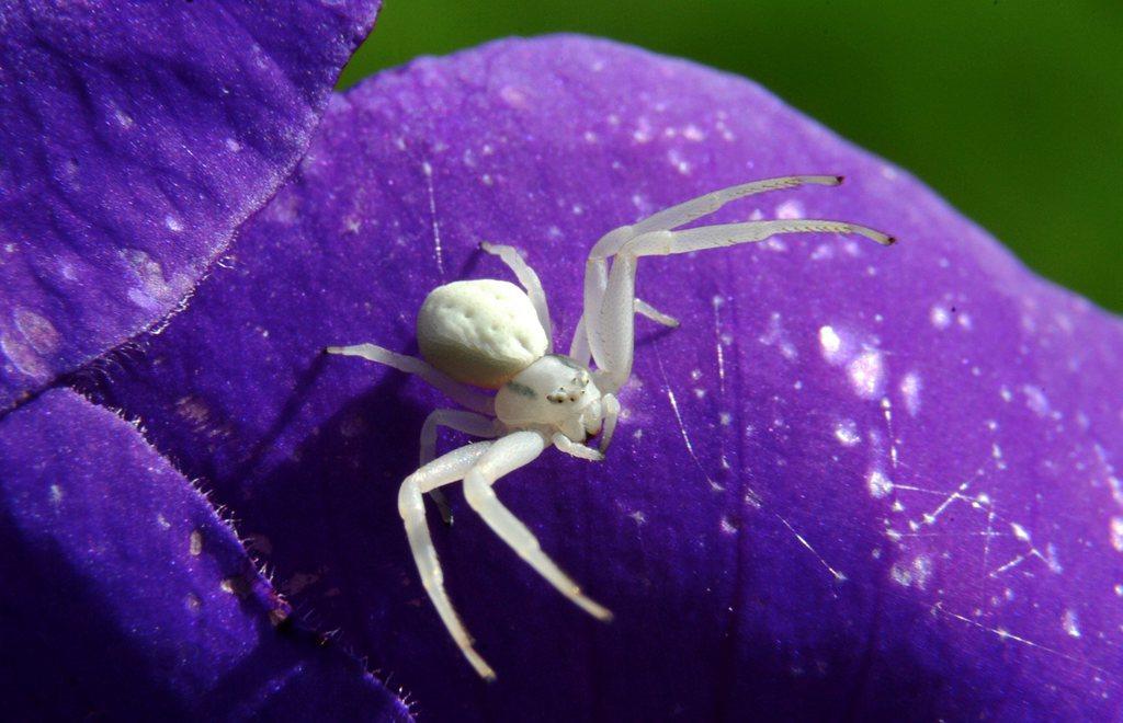 crab spider