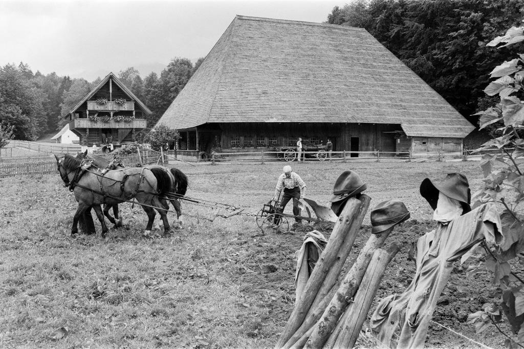 Una foto in bianco e nero ritrae due cavalli che trainano un aratro, mentre un contadino li sorveglia.