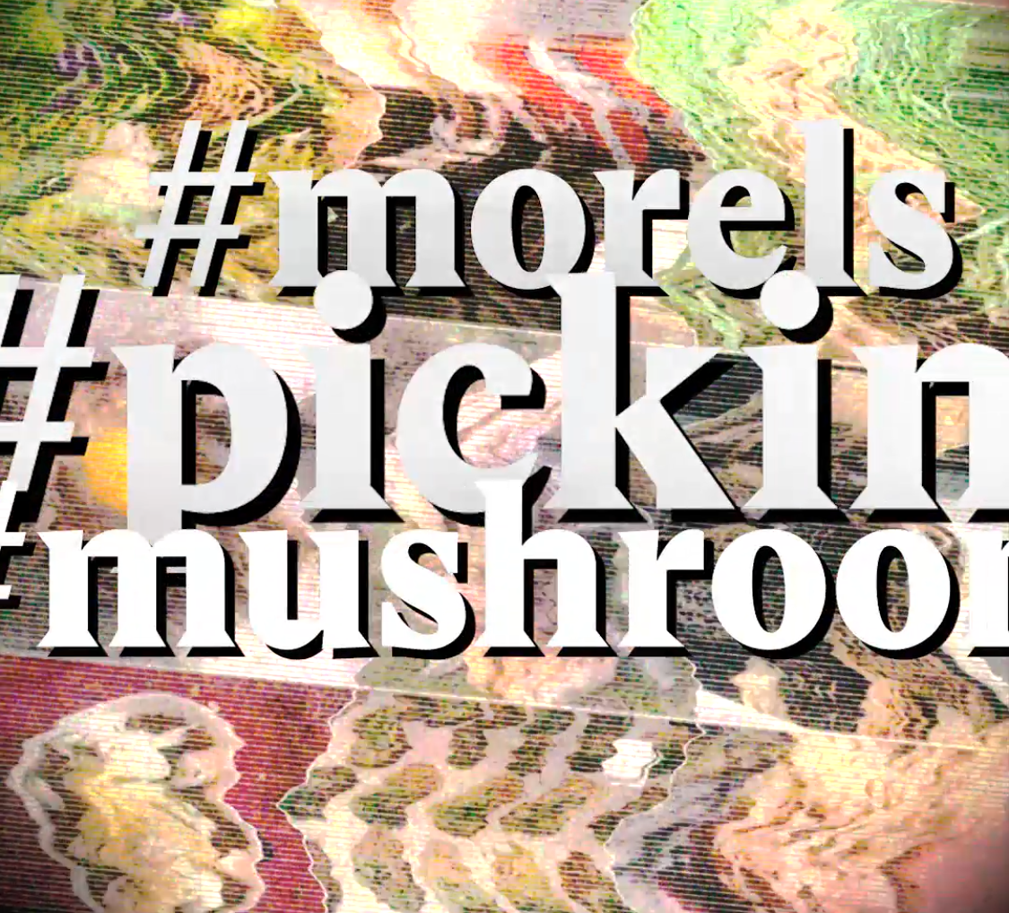 A cover image for a Nouvo video about morels.