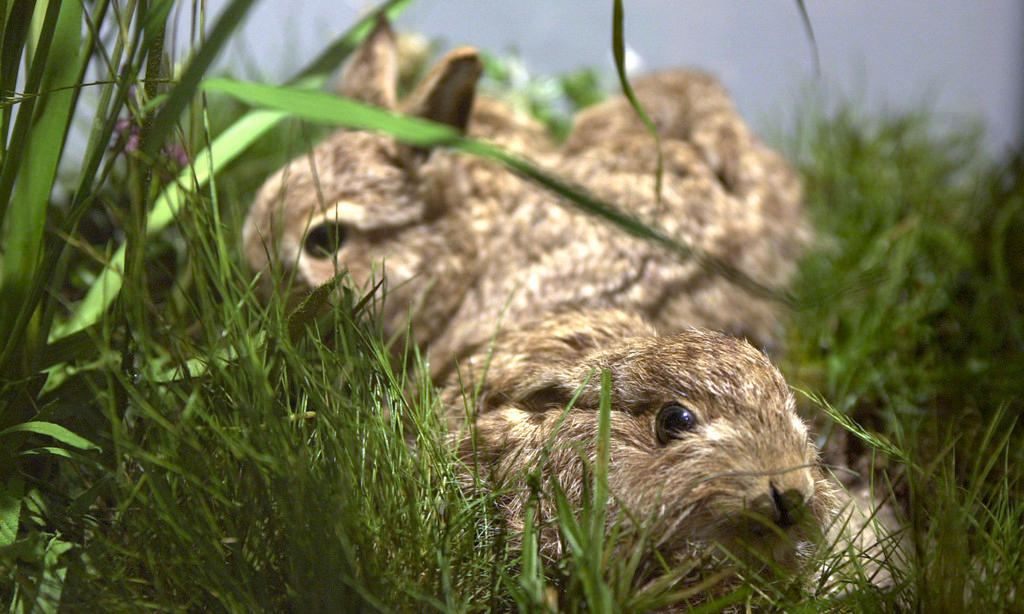 Two hares hiding in high grass