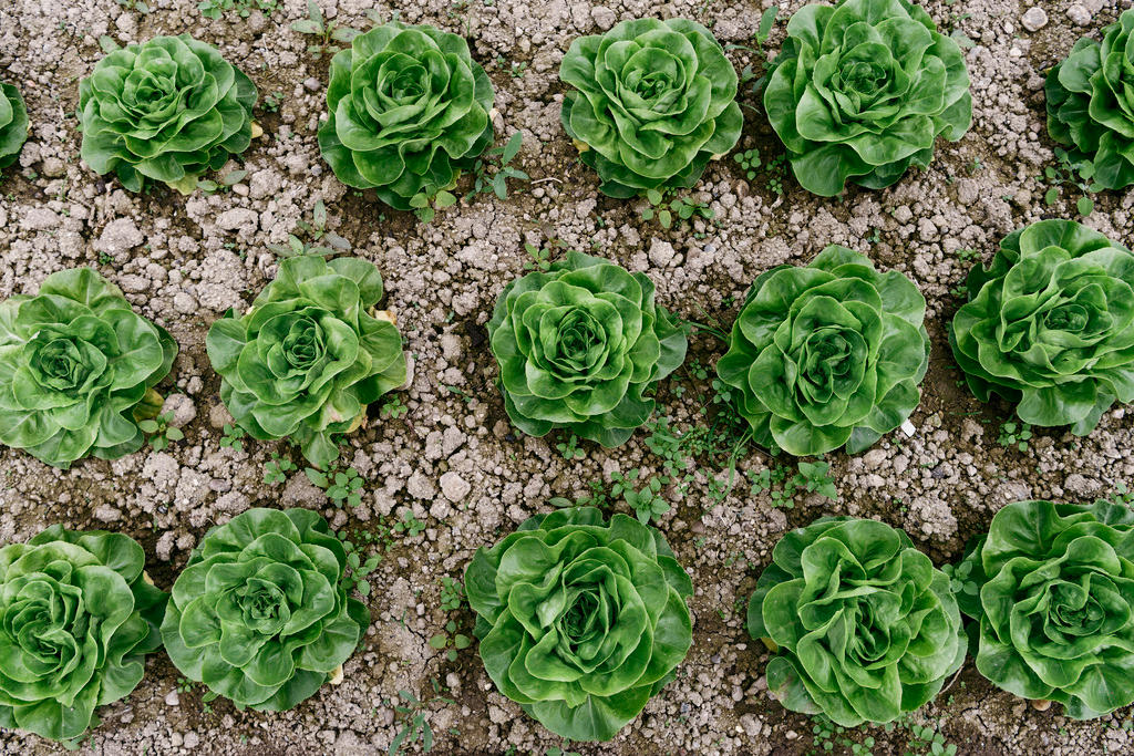 Rows of cabbages
