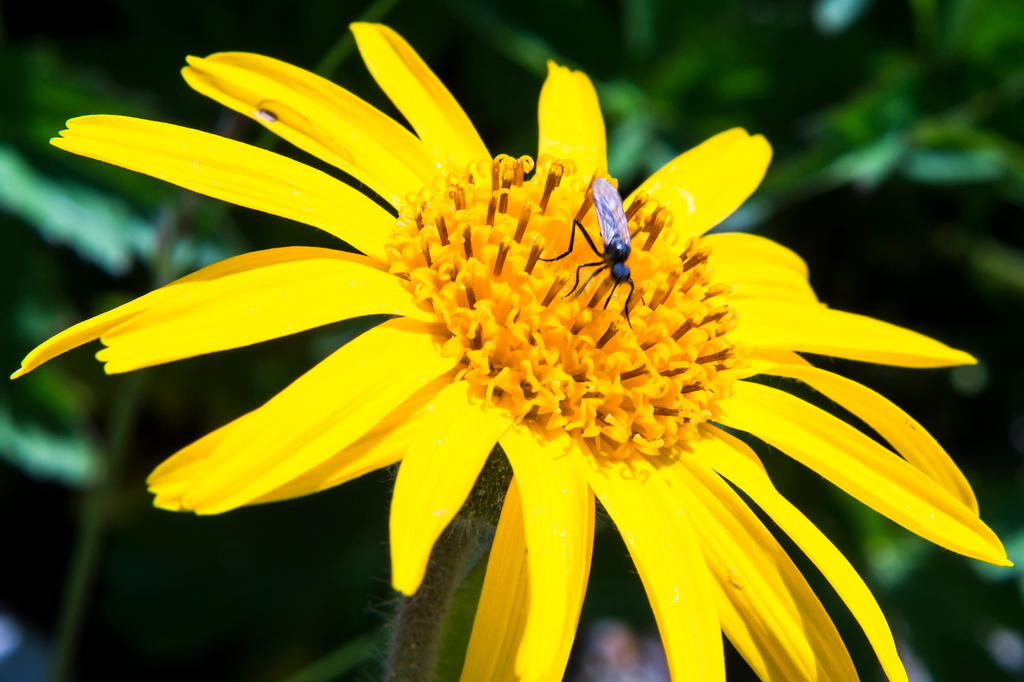 A arnica amarela