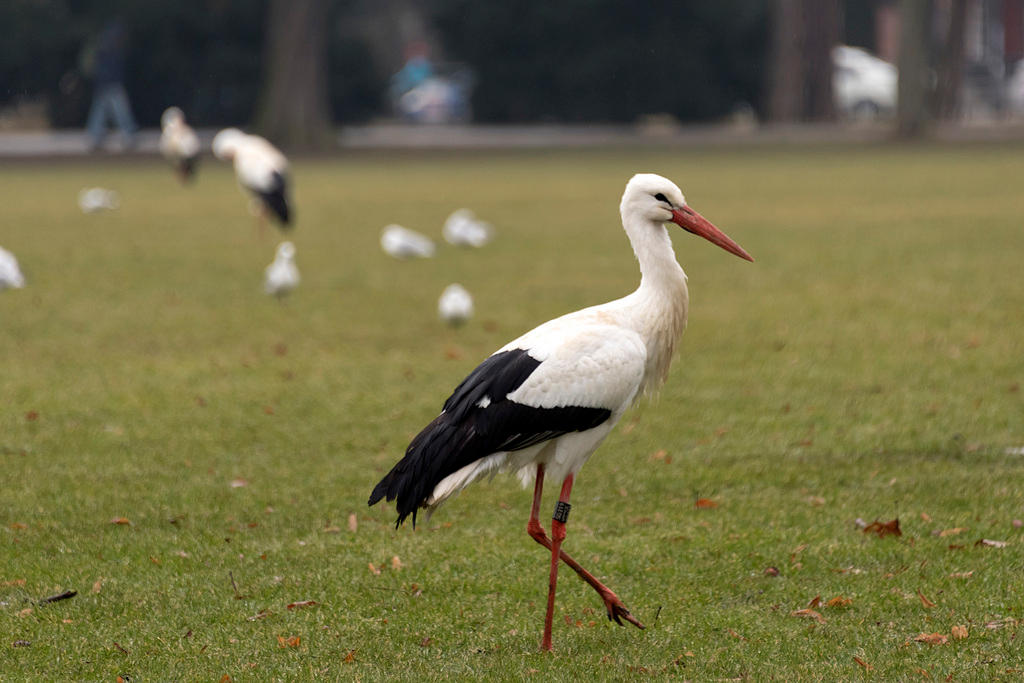 stork