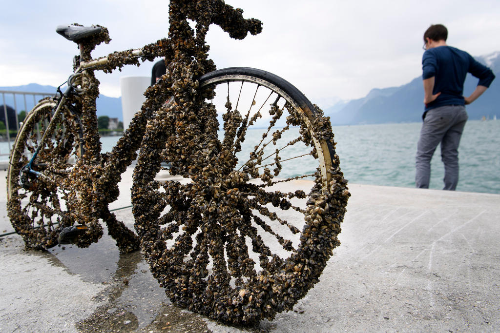 A bicycle covered in mussels
