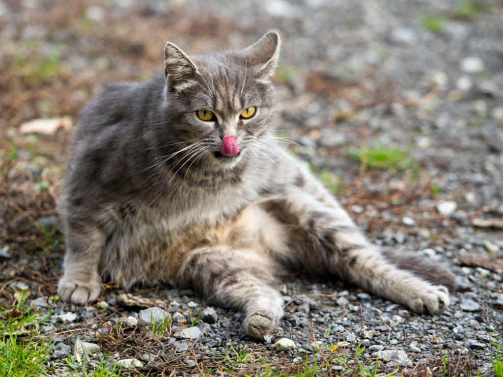 看什么看,没见过养老院里的猫啊?