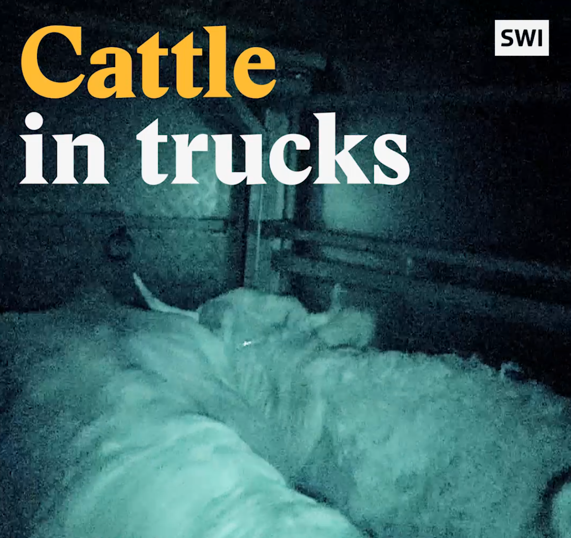 A cover image for a Nouvo video about cattle in trucks.