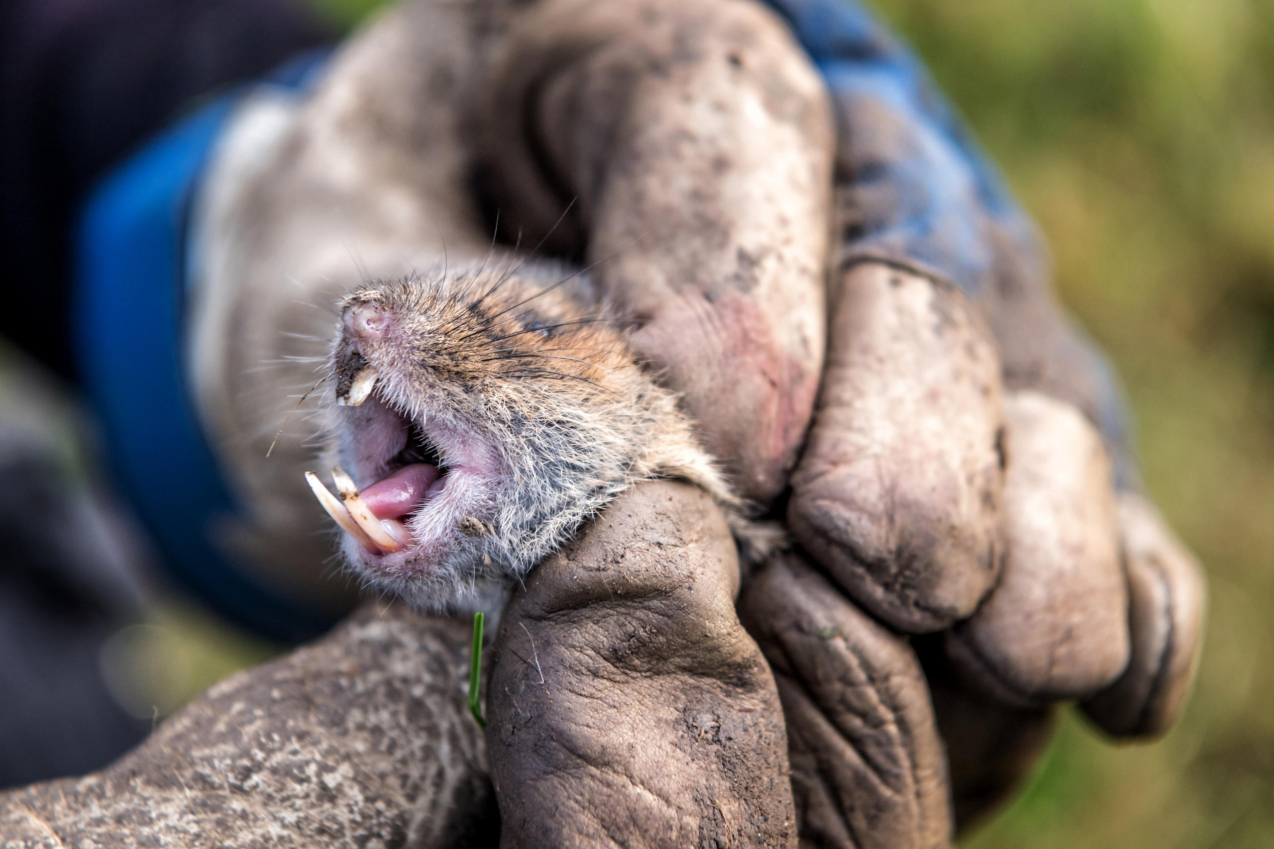 Dead mouse held between fingers