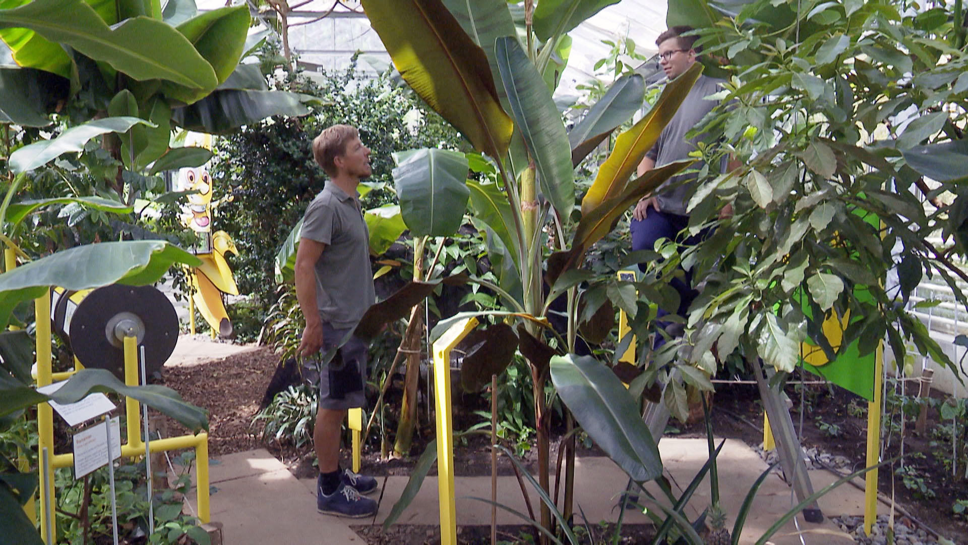 Two men in a green house