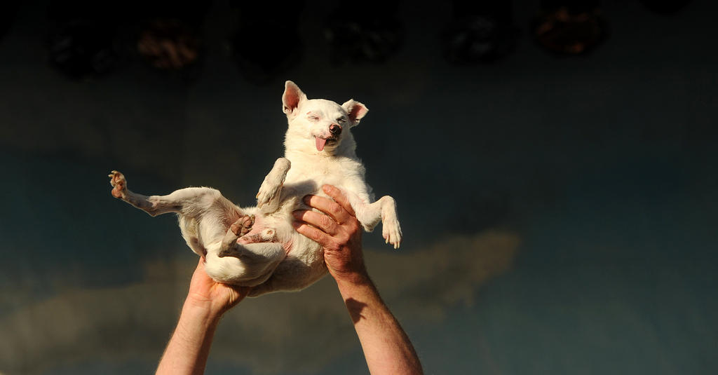 small dog held aloft