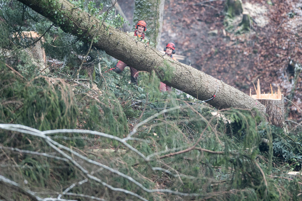 Two forest workers