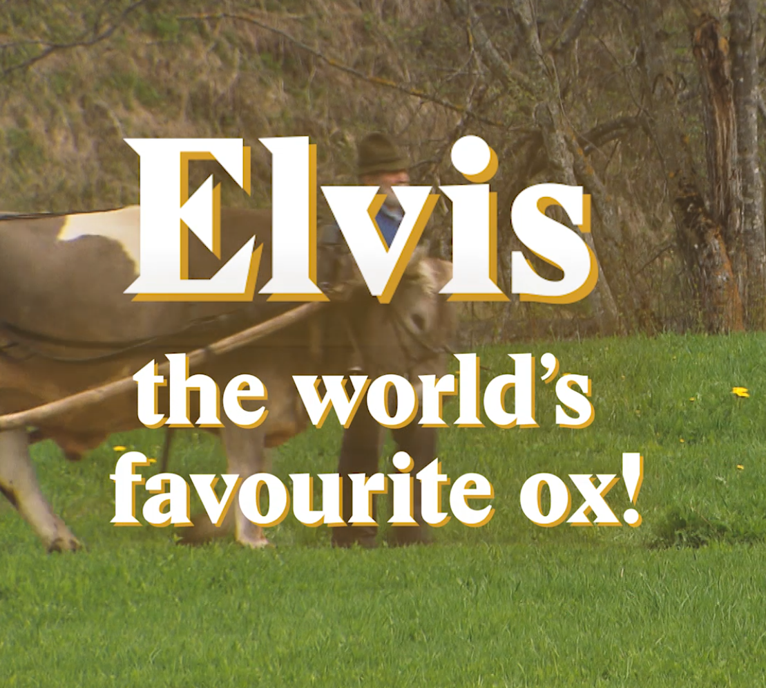 A cover image for a Nouvo video about the giant ox of ‘Heidi’.
