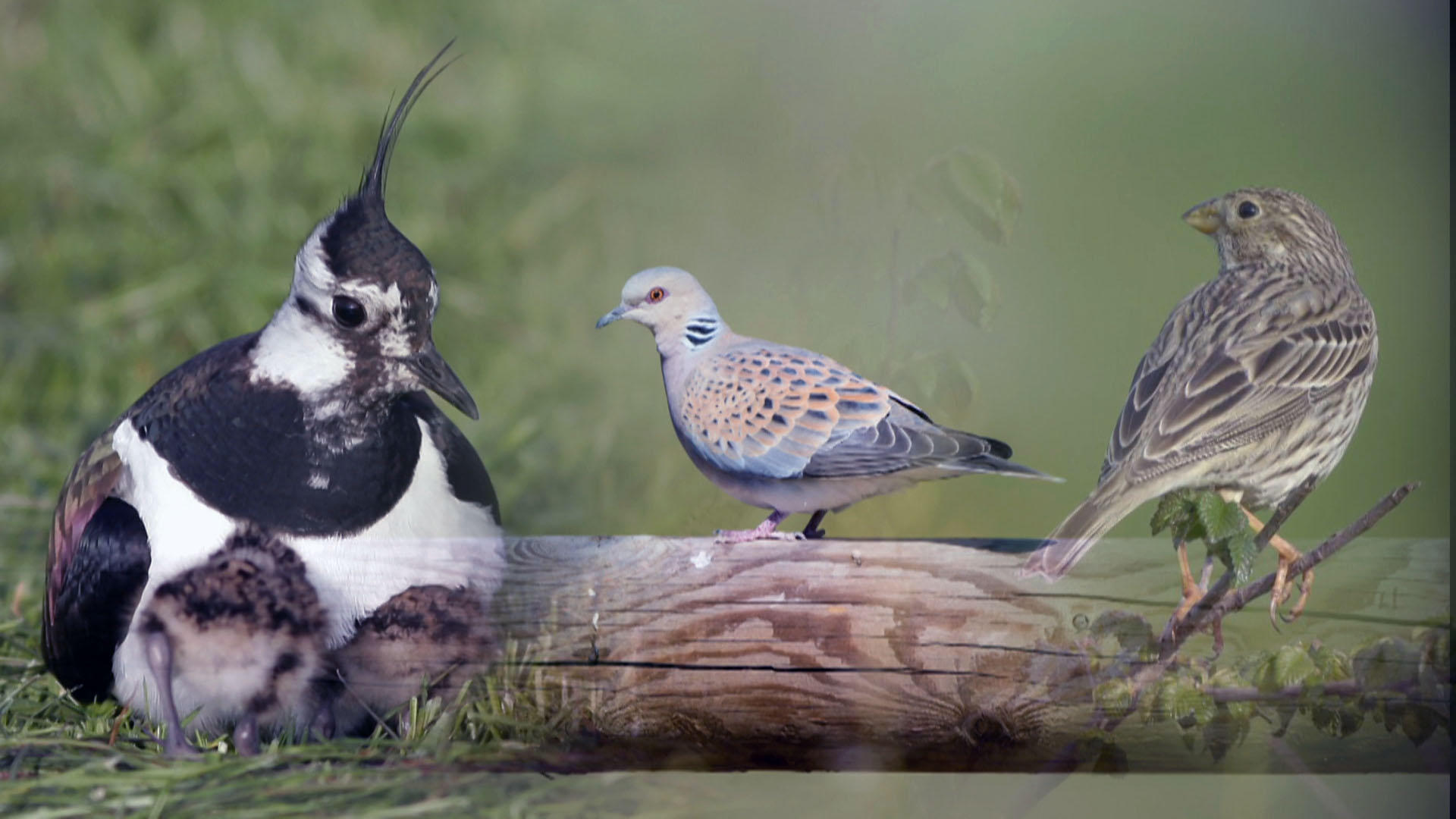 Close-up of wild birds