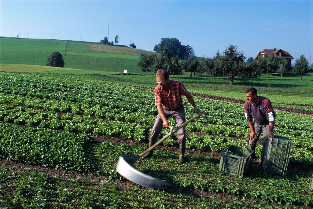 Famers harvesting spinach from a field