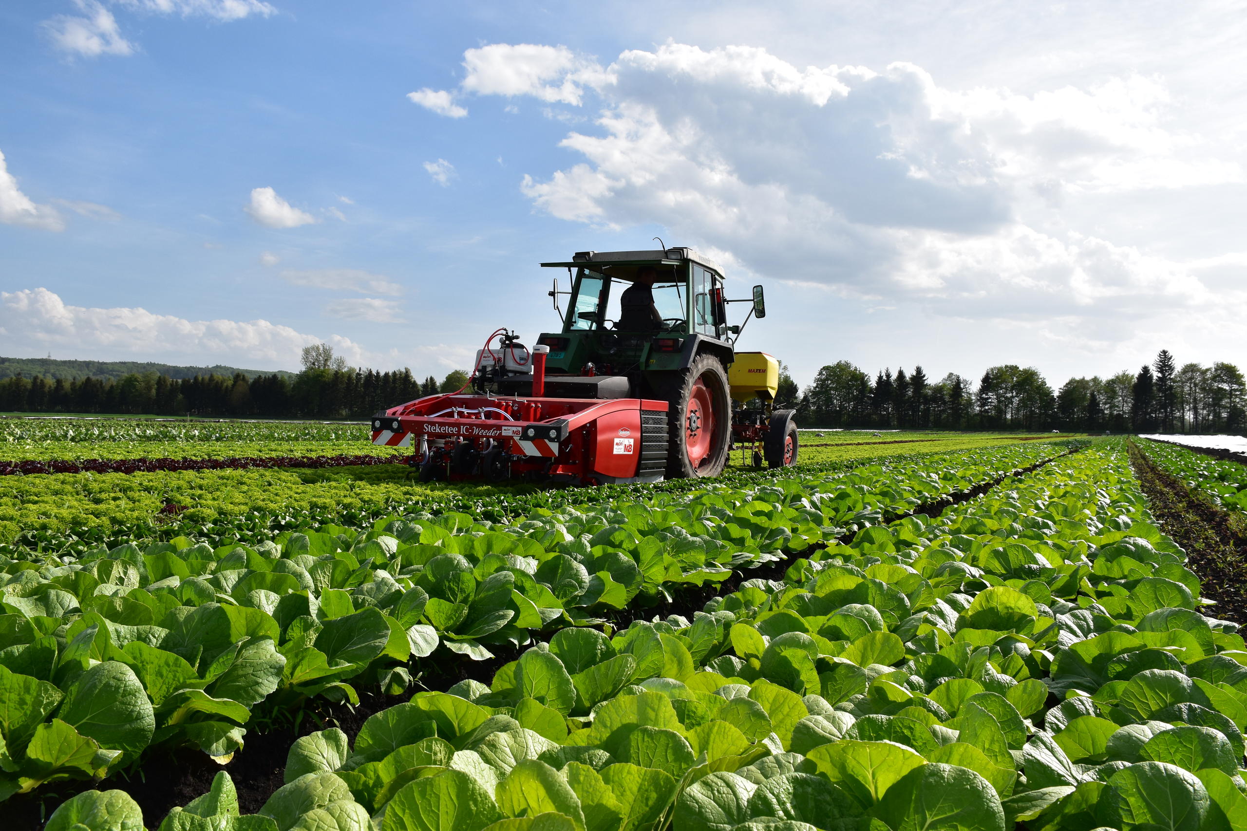 Traktor auf einem Salatfeld