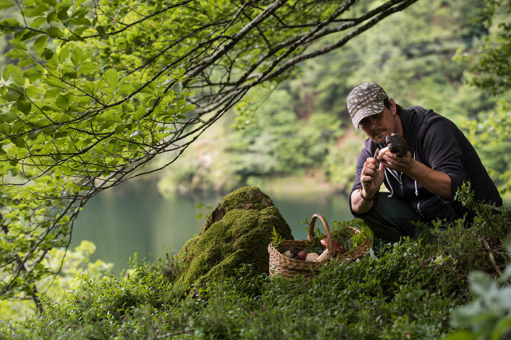 man collecting mushrooms in a nature park