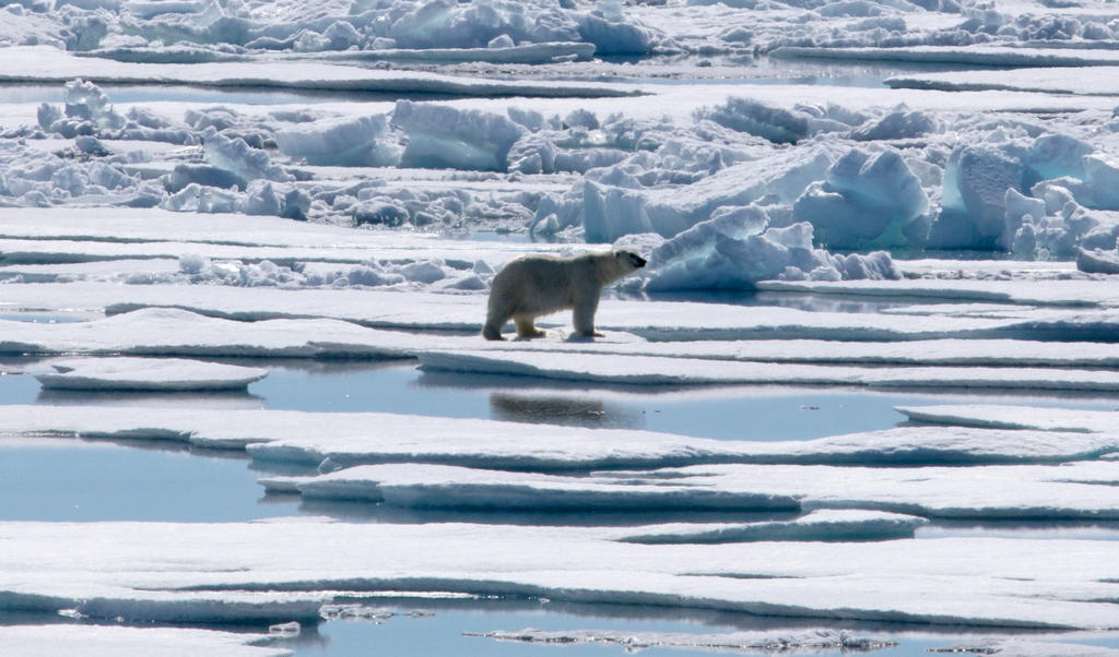 polar bear