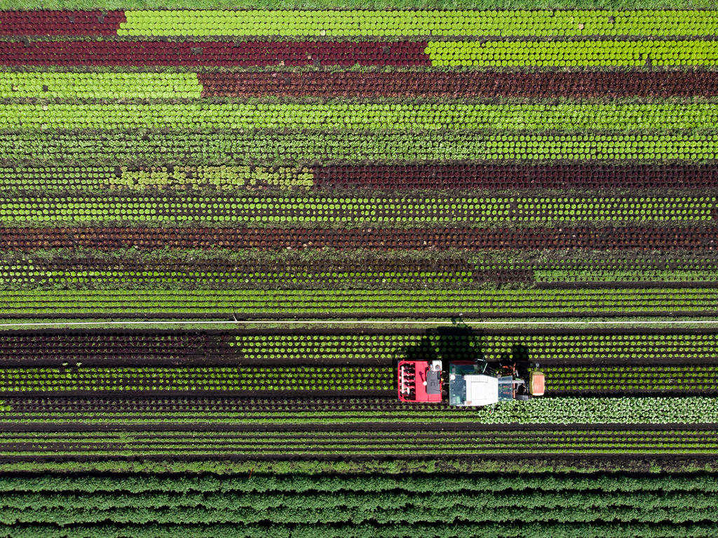 Tracteur dans un champ de salades