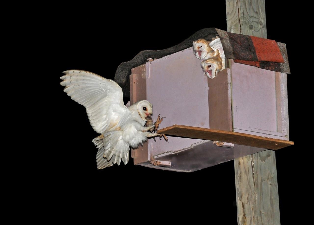 Picture of barn owl bringing food at nest box