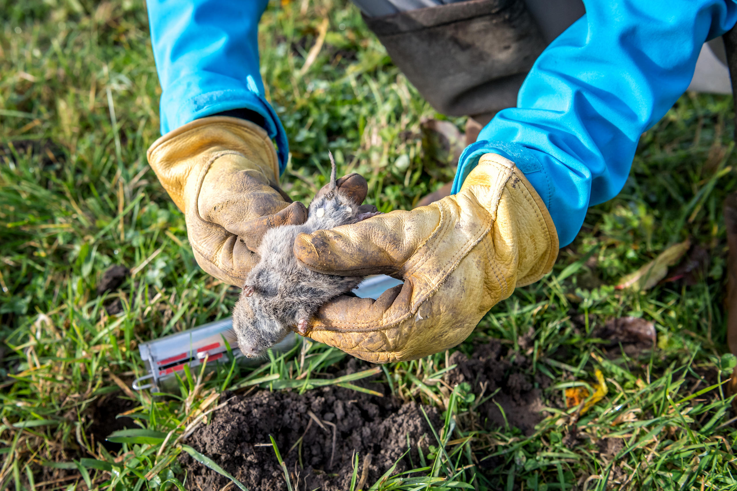 Dead mouse held in hands