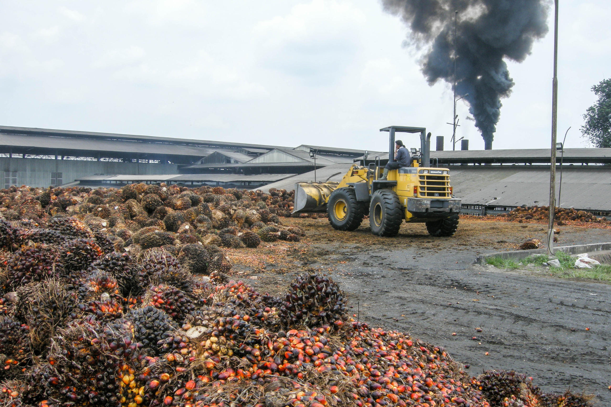 Oil palm fruits in front of a factory.