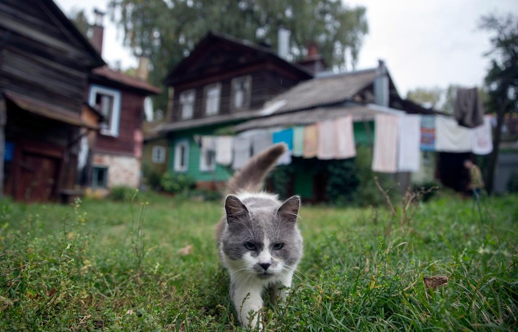 Cat in a field