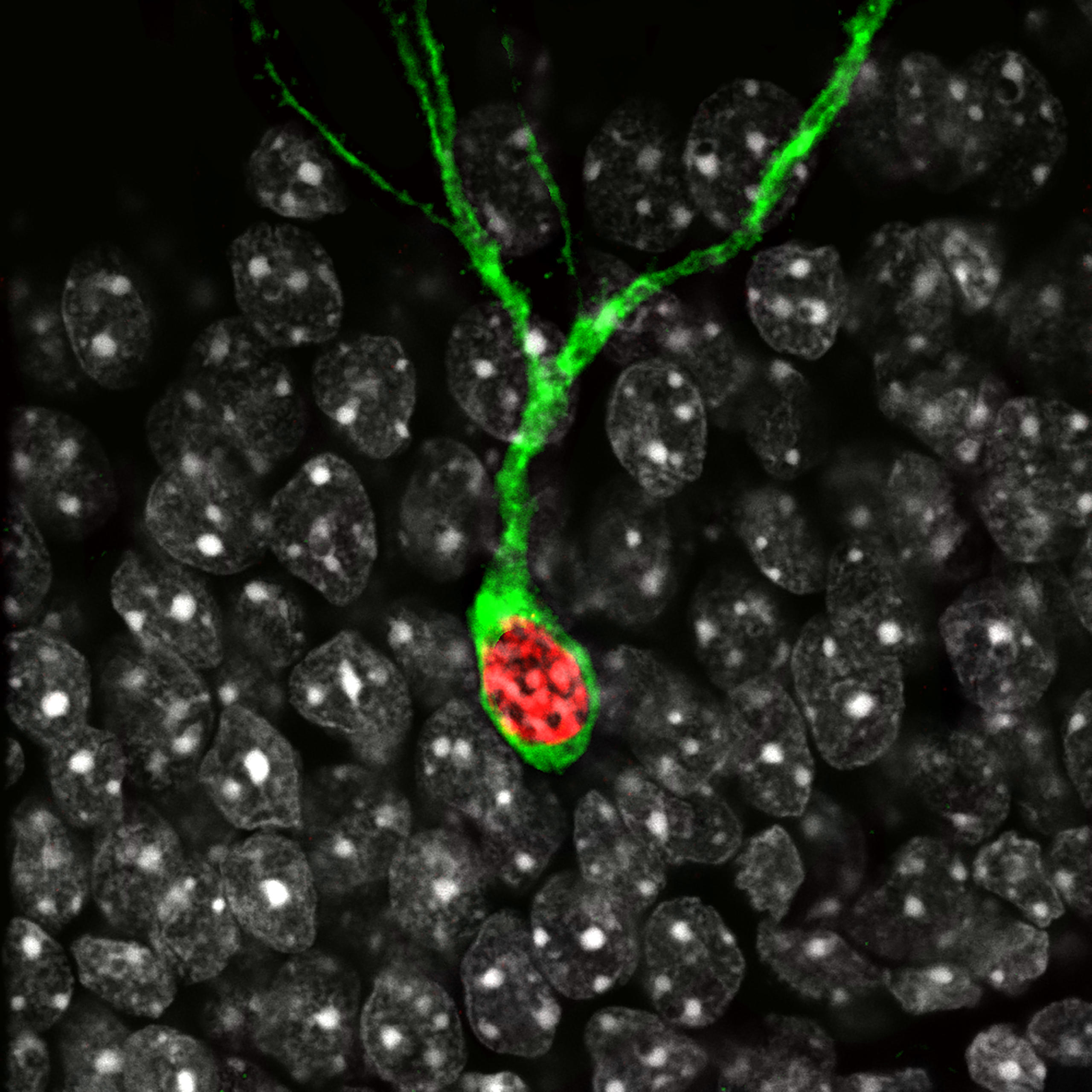 Cell pathway in red and green