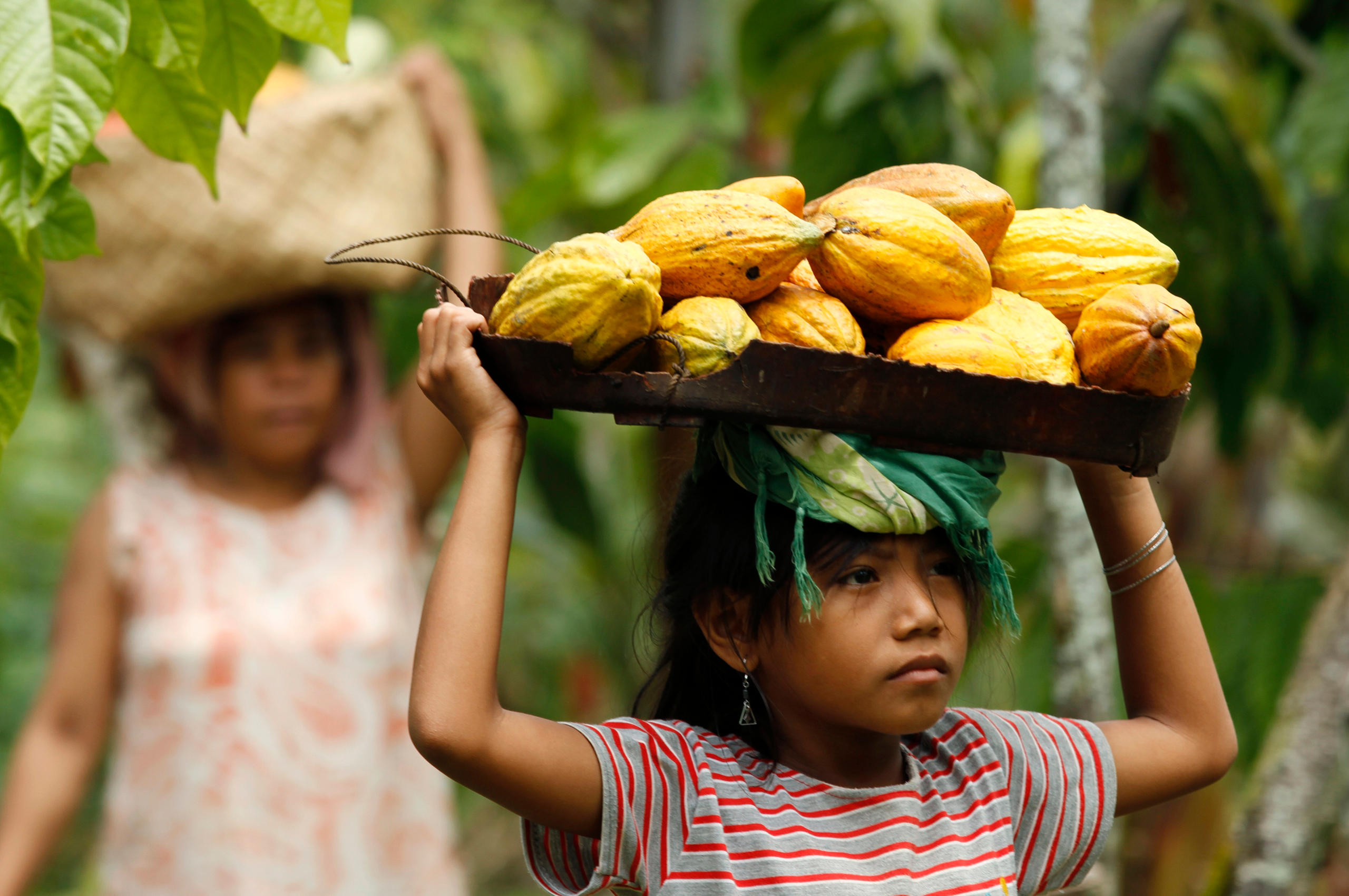 Un bambino porta dei frutti di cacao sulla testa