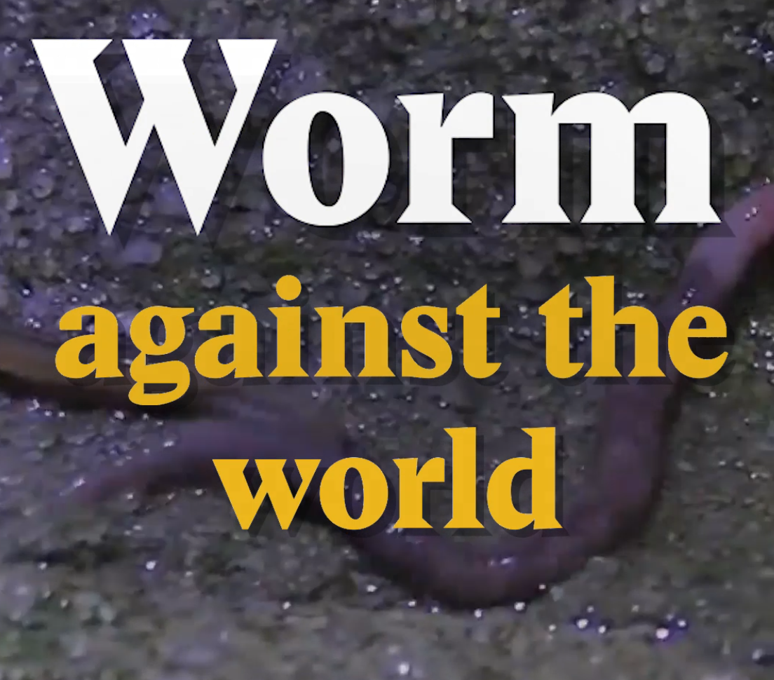 A cover image for a Nouvo video about an invasive species of worm that came from Asia.
