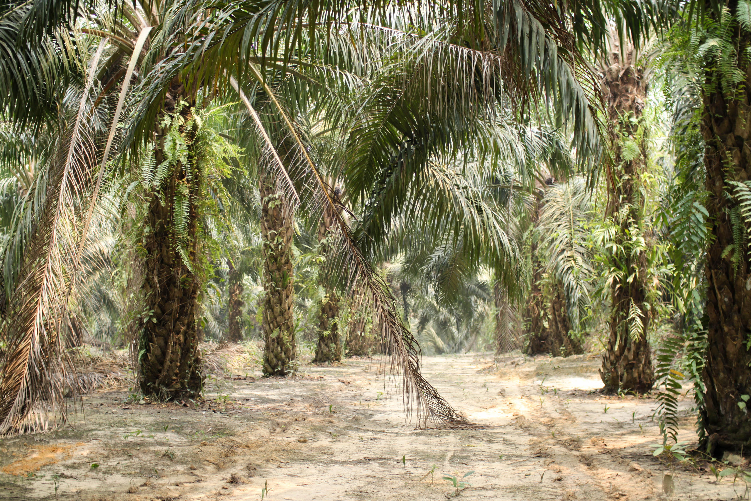 Palm trees used in oil production.