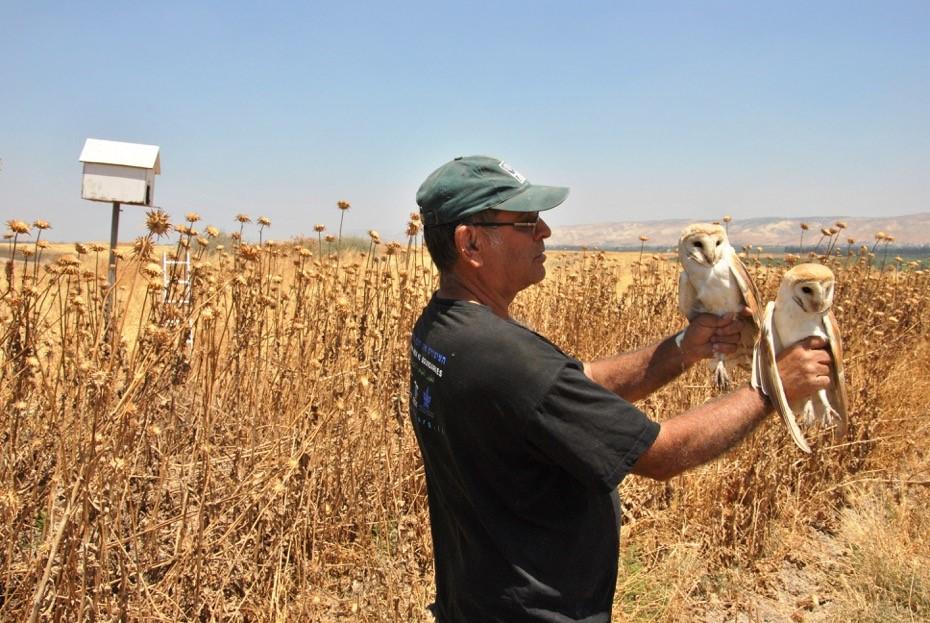 Picture of an ornithologist with two barn owls and nest-box